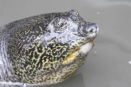 Concerning Efforts to Prevent the Extinction of the Giant Yangtze Soft Shell Turtle 